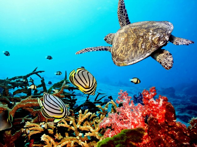 sea turtle on coral reef