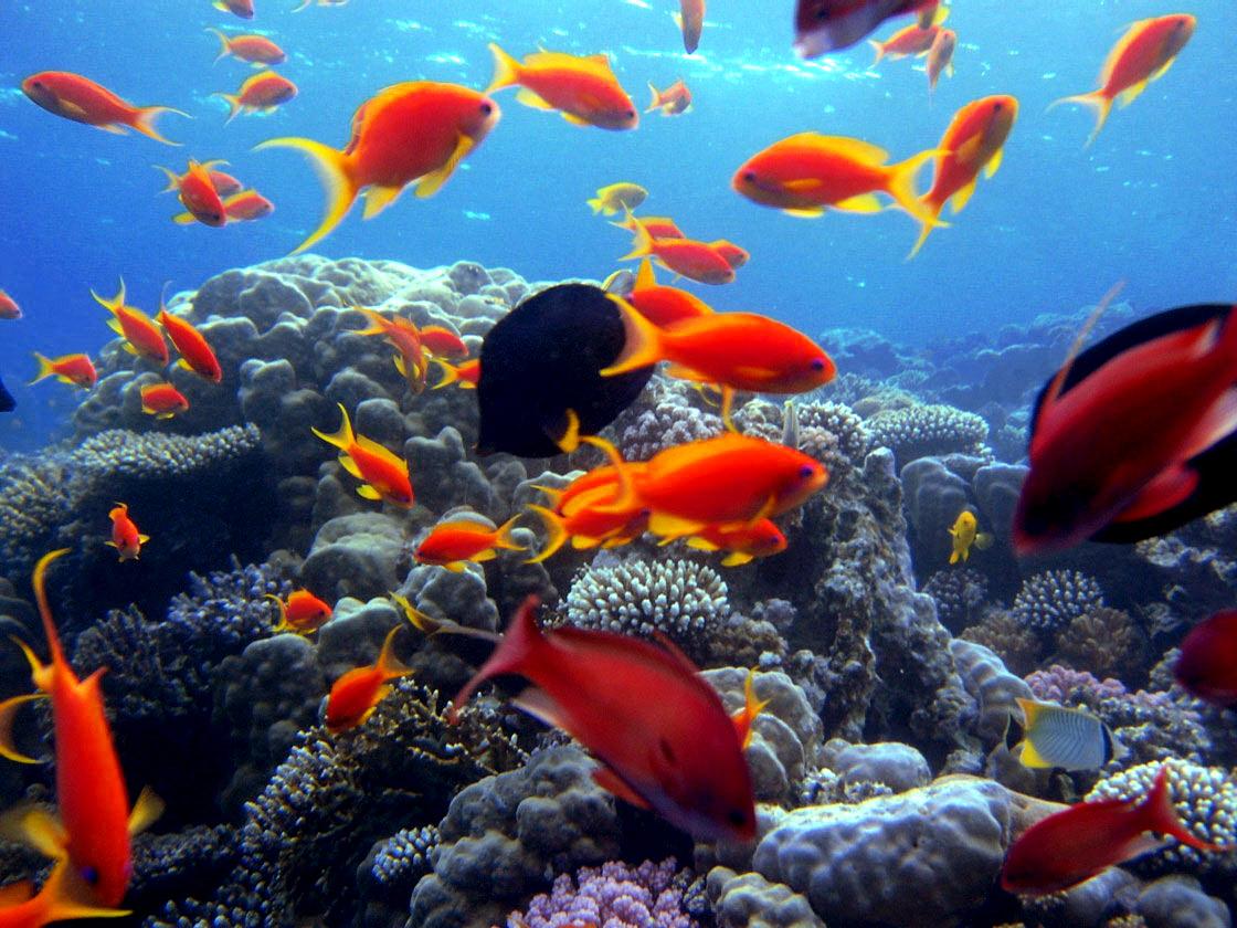 sharm Scuba Diving