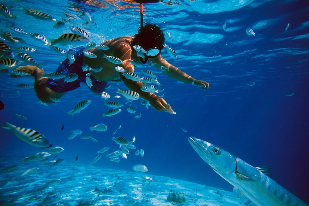 Top 10 Most Luxurious Honeymoon Destinations 27 tahiti barracuda hand feed