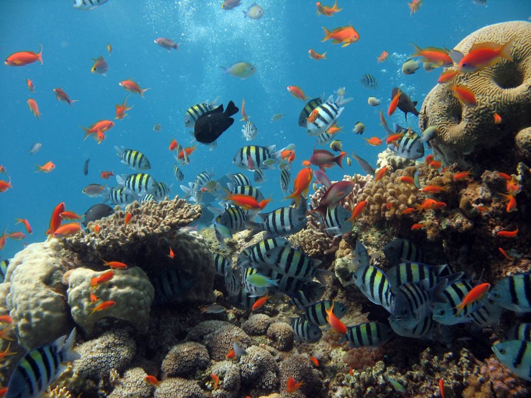 thailand diving