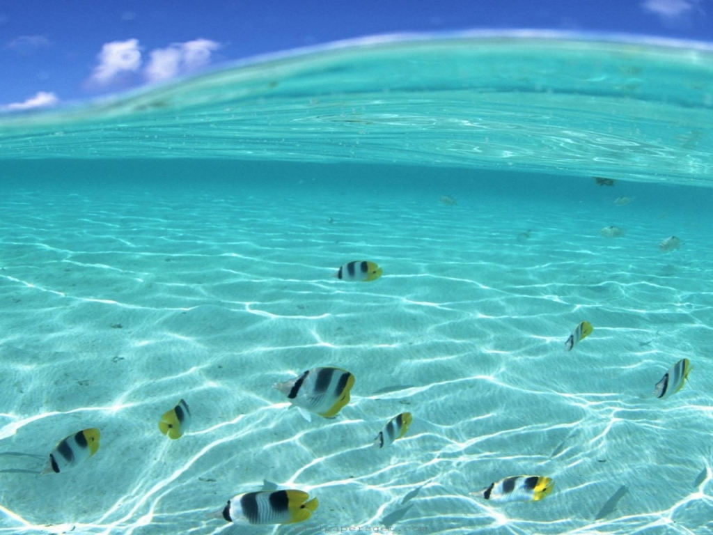 Top 10 Most Luxurious Honeymoon Destinations 3 underwater fish in hawaii hawaii dermatology
