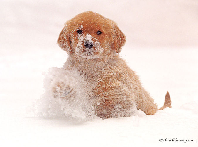 Golden Retriever Pup in Snow
