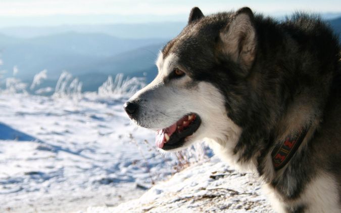 Alaskan-Malamute-Dog