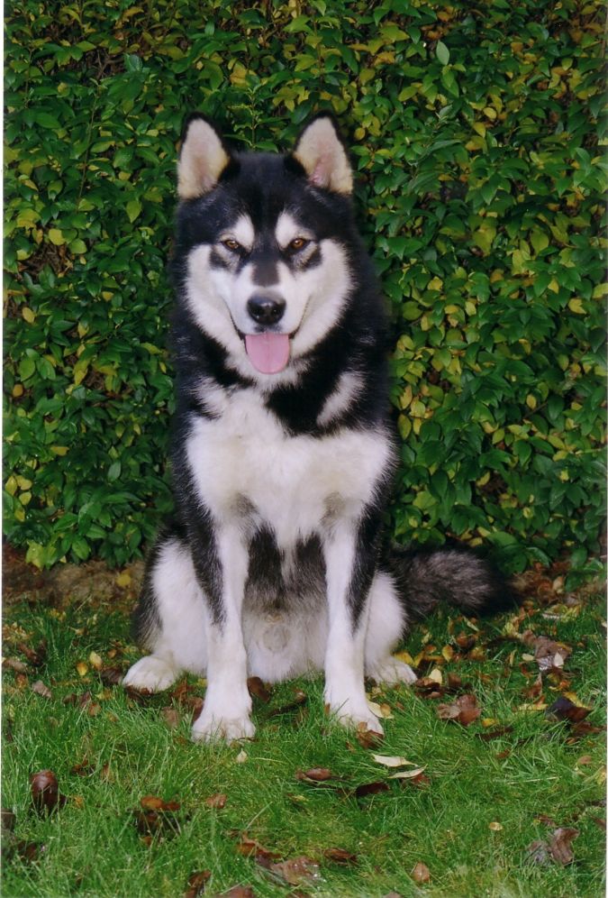 Alaskan-Malamute1 "Watch out" and Keep Away from These 10 Most Dangerous Dogs