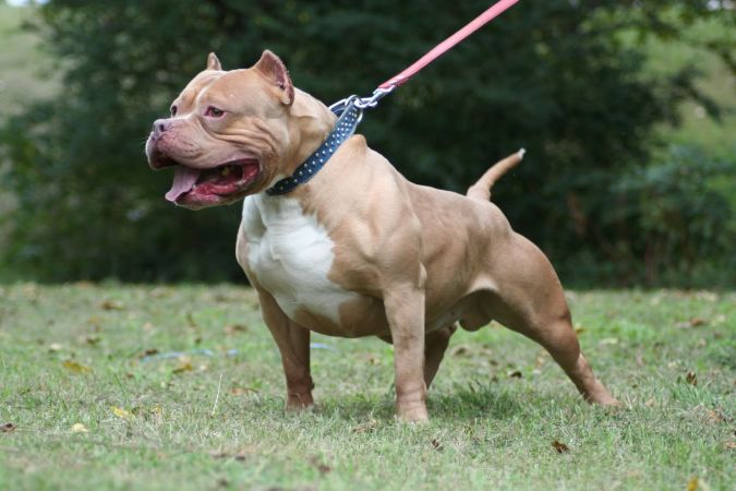 American-Pitbull-Dog-6 "Watch out" and Keep Away from These 10 Most Dangerous Dogs