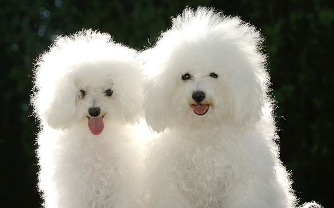 Animals_Dogs_Puppies_poodle What Are the Most Popular Dog Breeds in the World?