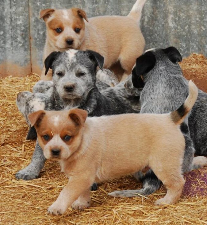 Australian-Cattle-Dog-Puppies Top 10 Smartest Dog Breeds in the World