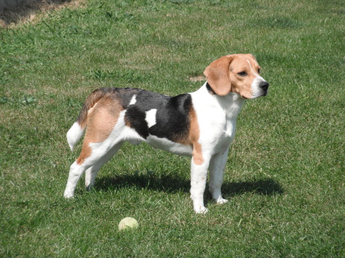 Beagle_Faraon What Are the Most Popular Dog Breeds in the World?