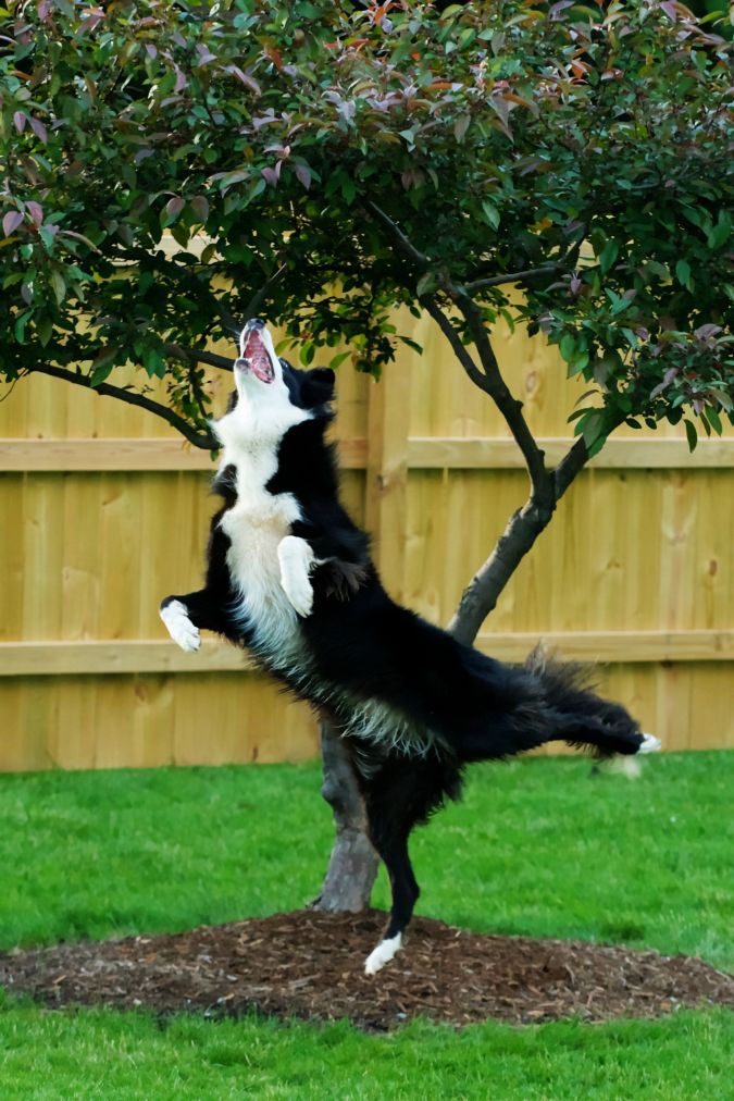 Top 10 Smartest Dog Breeds in the World 26 Border Collie.