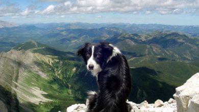 Top 10 Smartest Dog Breeds in the World 130 Border Collie dog Border Collie Wallpaper www.wallpaperhi.com Top 10 Smartest Dog Breeds in the World - 130