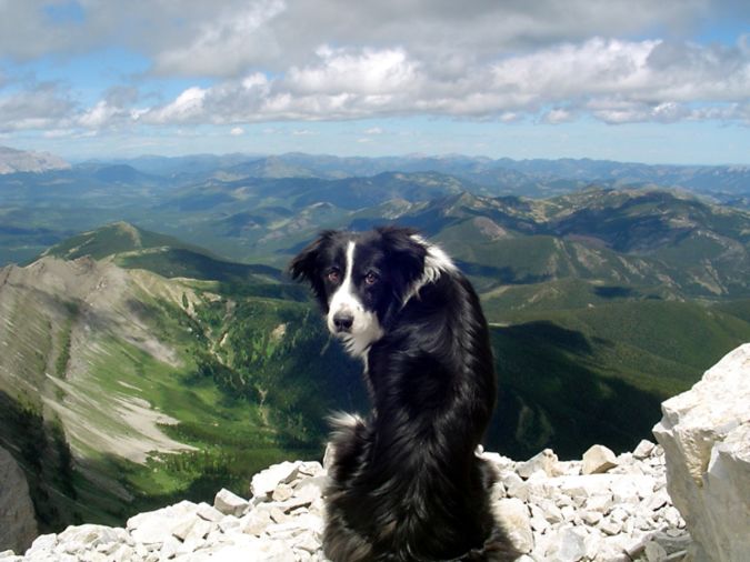 Top 10 Smartest Dog Breeds in the World 27 Border_Collie_dog_Border_Collie_Wallpaper www.wallpaperhi.com