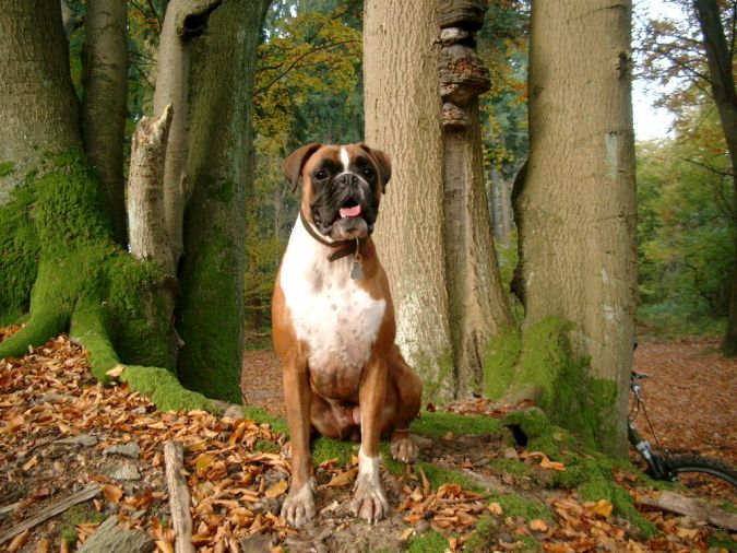 Boxer-Dog-wallpaper What Are the Most Popular Dog Breeds in the World?