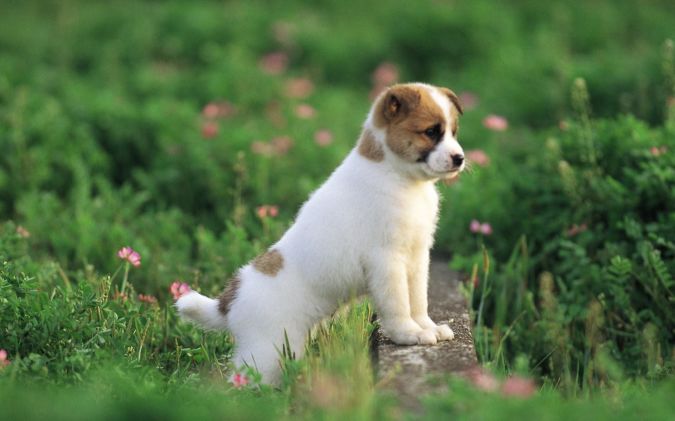 Boxer-Puppies