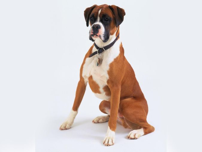 Boxer What Are the Most Popular Dog Breeds in the World?