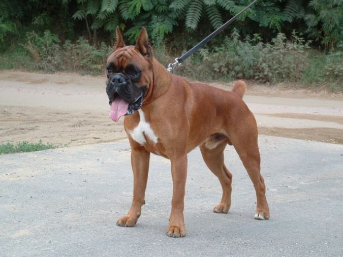 Boxer1 "Watch out" and Keep Away from These 10 Most Dangerous Dogs