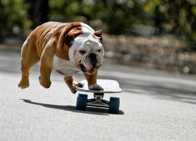 Bulldog