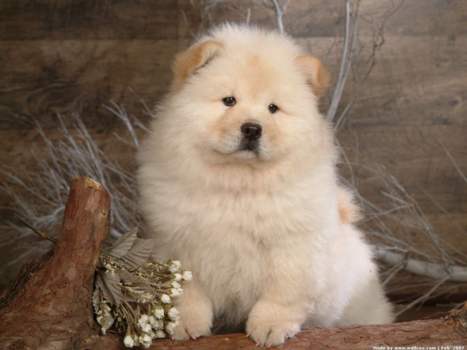 "Watch out" and Keep Away from These 10 Most Dangerous Dogs 11 Chow_Chow_dog_wallpaper_85044