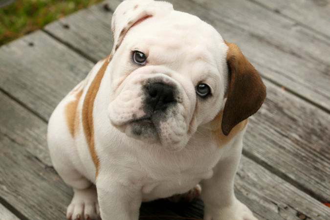 Cute-English-Bulldog-Puppies-1 What Are the Most Popular Dog Breeds in the World?
