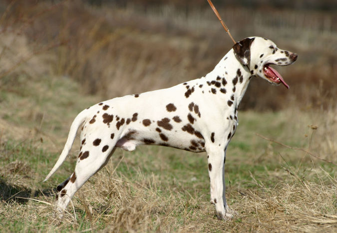 Dalmatian_liver_stacked "Watch out" and Keep Away from These 10 Most Dangerous Dogs