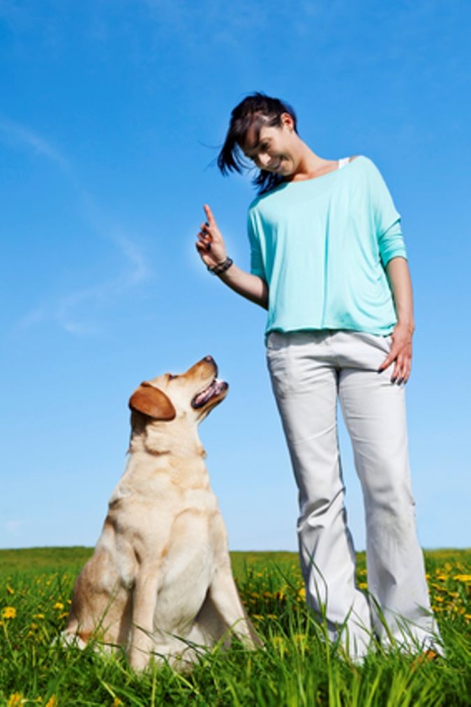 The Secrets of Training Dogs Are Now Revealed 3 Dog trainer