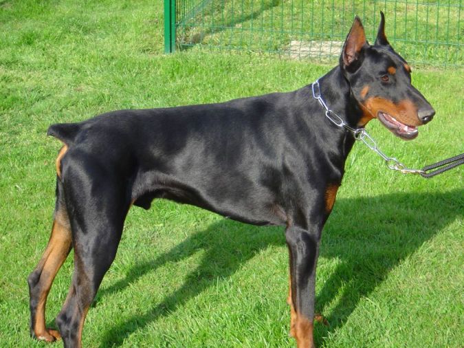 Doberman-Pinscher "Watch out" and Keep Away from These 10 Most Dangerous Dogs