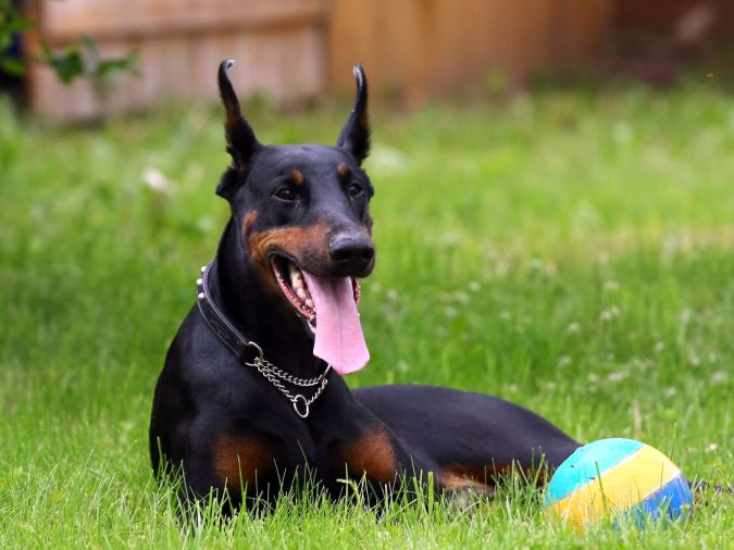 Doberman_Pinscher-HD "Watch out" and Keep Away from These 10 Most Dangerous Dogs