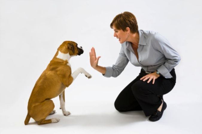 Dog Training Technique