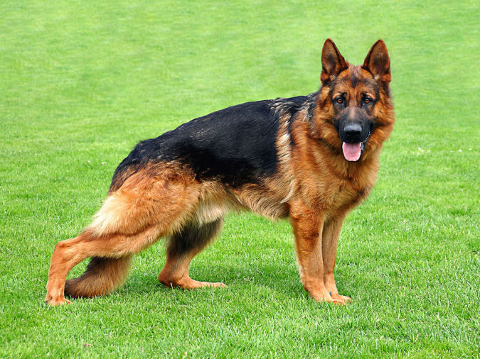German-Shepherd-undo-von-petworld-best-b What Are the Most Popular Dog Breeds in the World?
