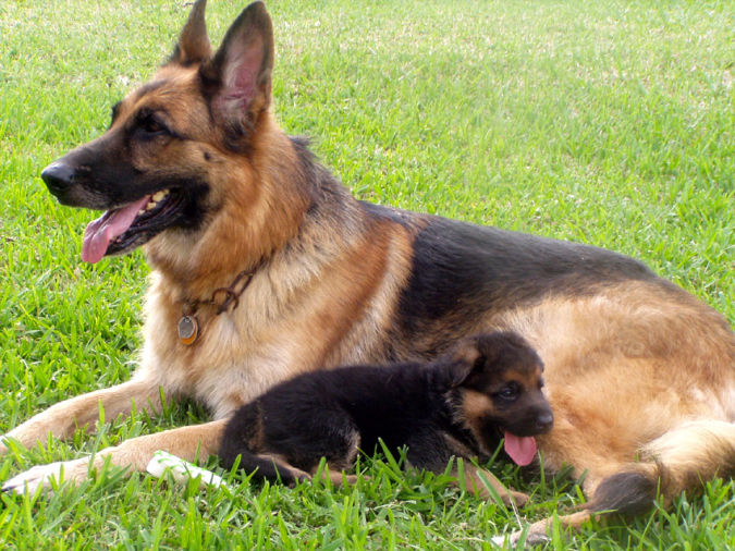 Top 10 Smartest Dog Breeds in the World 18 German Shepherd with its puppy