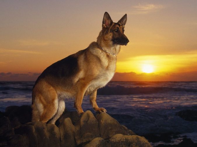 German-shepherd-training What Are the Most Popular Dog Breeds in the World?