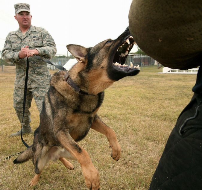 "Watch out" and Keep Away from These 10 Most Dangerous Dogs 16 5th International Working Dog Breeding Conference