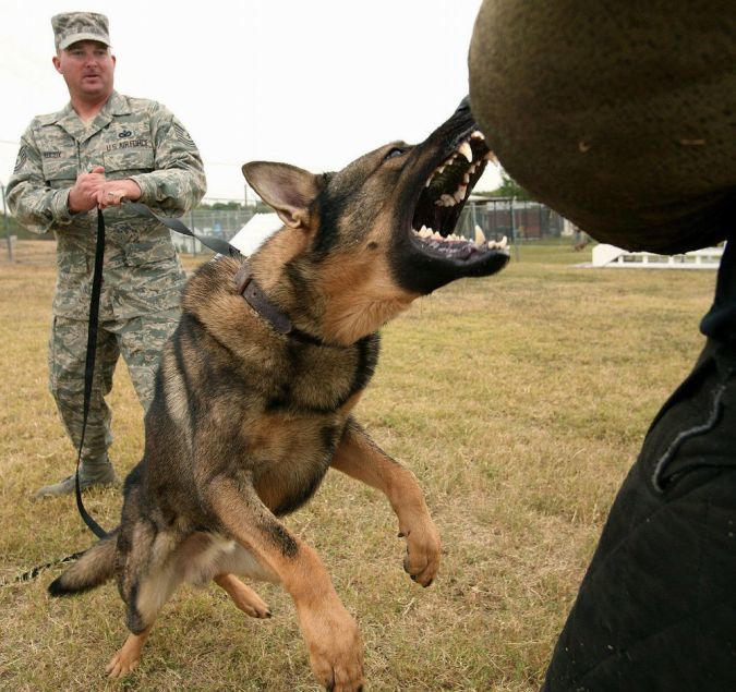 German_Shepherd_Dog_Military_United_States_Air_Force_USAF "Watch out" and Keep Away from These 10 Most Dangerous Dogs
