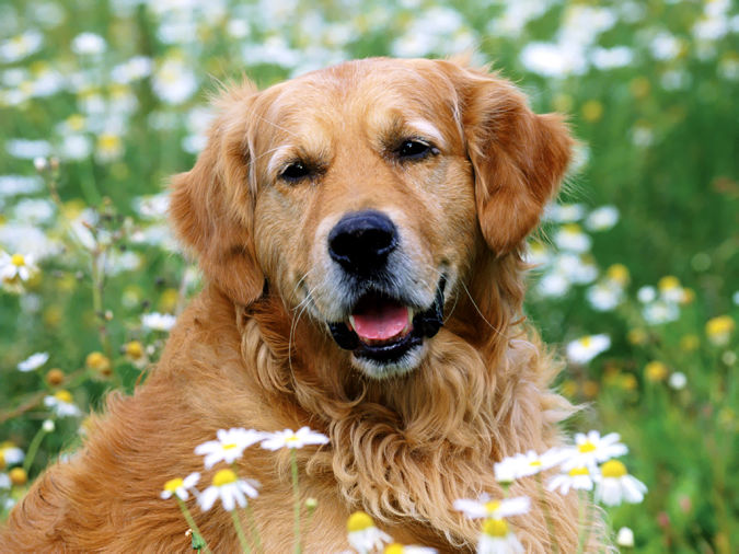 Golden Retriever