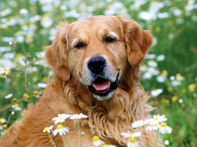 Golden-Retriever What Are the Most Popular Dog Breeds in the World?