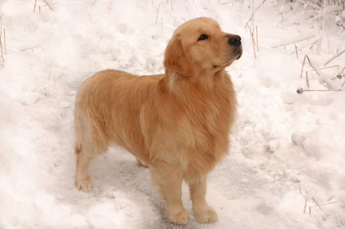 Top 10 Smartest Dog Breeds in the World 16 Golden Retriever