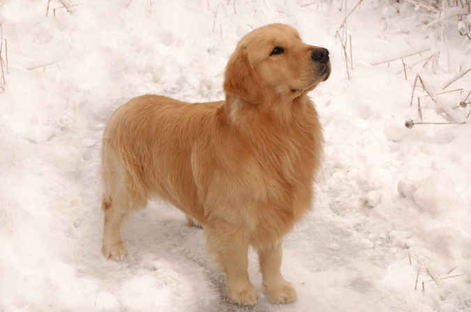 Golden-Retriever1 Top 10 Smartest Dog Breeds in the World