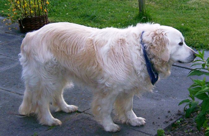 Golden_Retriever-Hündin