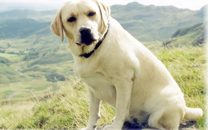 Lab-3 Top 10 Smartest Dog Breeds in the World