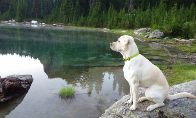 Labrador-Retriever Top 10 Smartest Dog Breeds in the World
