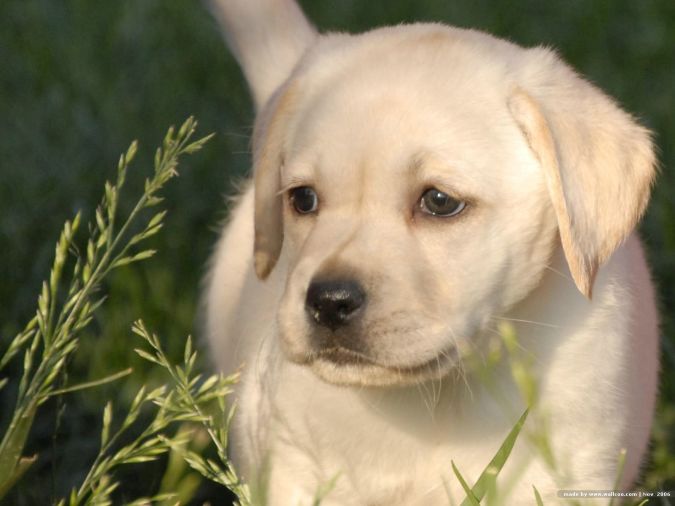 Top 10 Smartest Dog Breeds in the World 8 Labrador_Retriever_Puppy