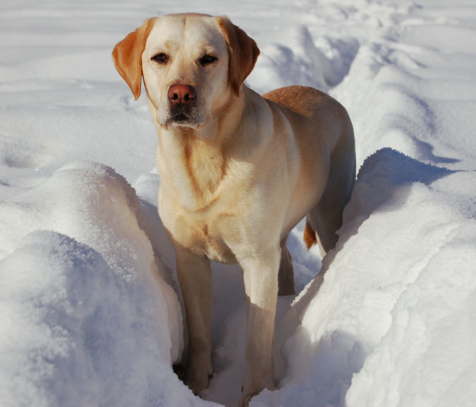 Labrador_Retriever_snow