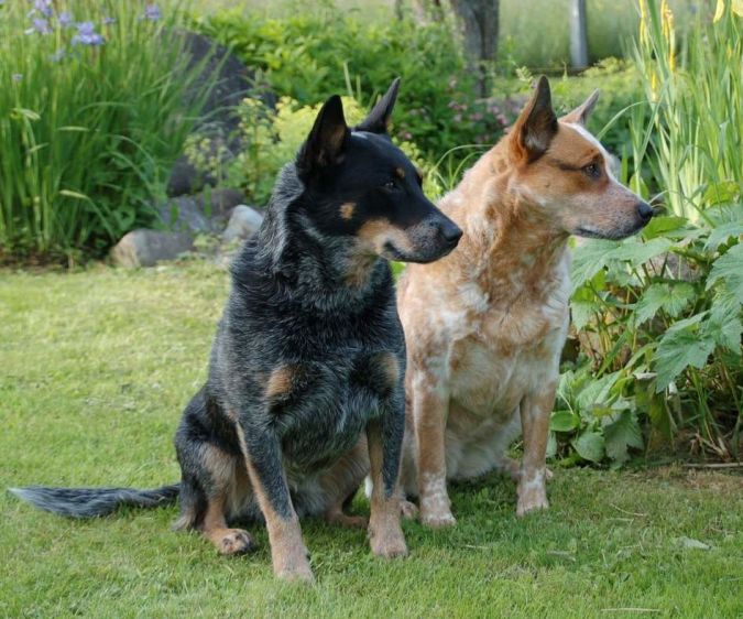 Pair_of_Australian_Cattle_Dogs_Red__Blue_Heelers Top 10 Smartest Dog Breeds in the World