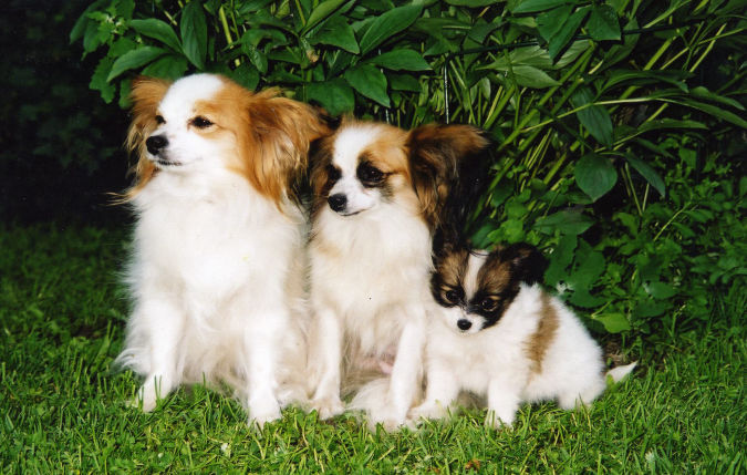 Papillion-. Top 10 Smartest Dog Breeds in the World