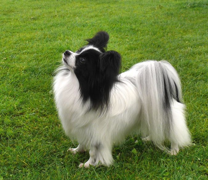 Top 10 Smartest Dog Breeds in the World 6 Papillion