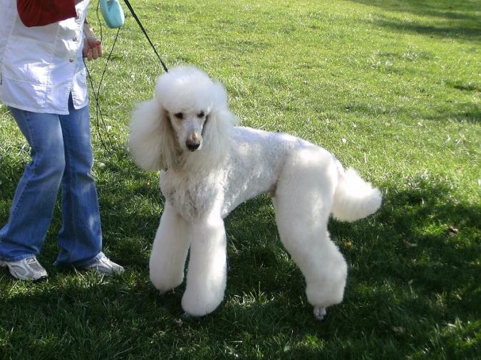 Poodle
