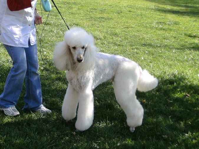 Poodle What Are the Most Popular Dog Breeds in the World?