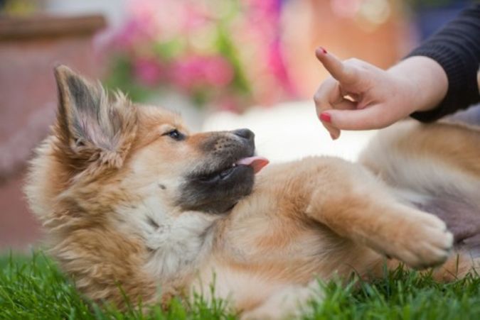 Positive dog training methods