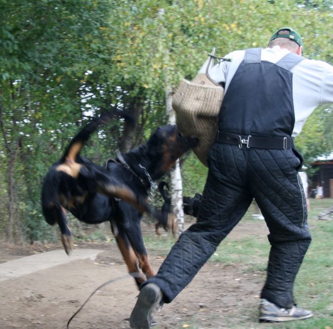 "Watch out" and Keep Away from These 10 Most Dangerous Dogs 18 Rottweiler.