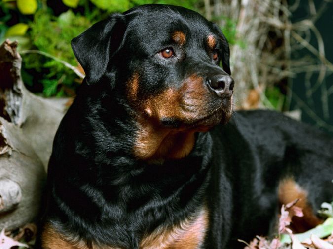 Rottweiler What Are the Most Popular Dog Breeds in the World?