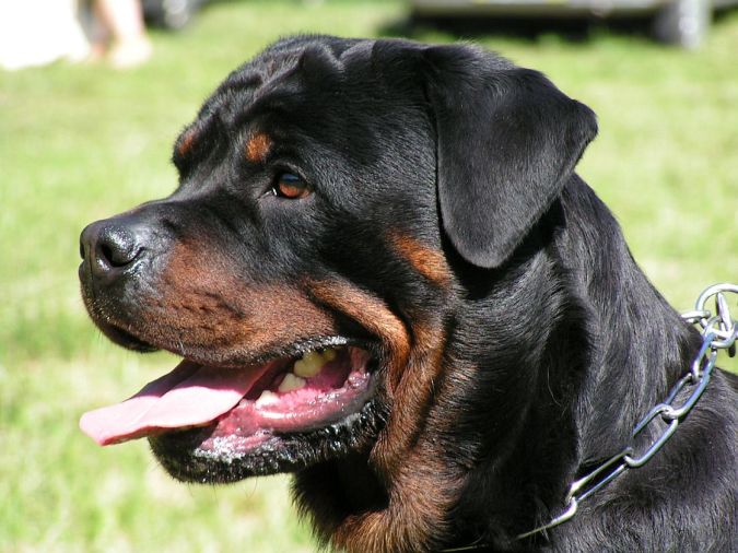 Rottweiler1 "Watch out" and Keep Away from These 10 Most Dangerous Dogs